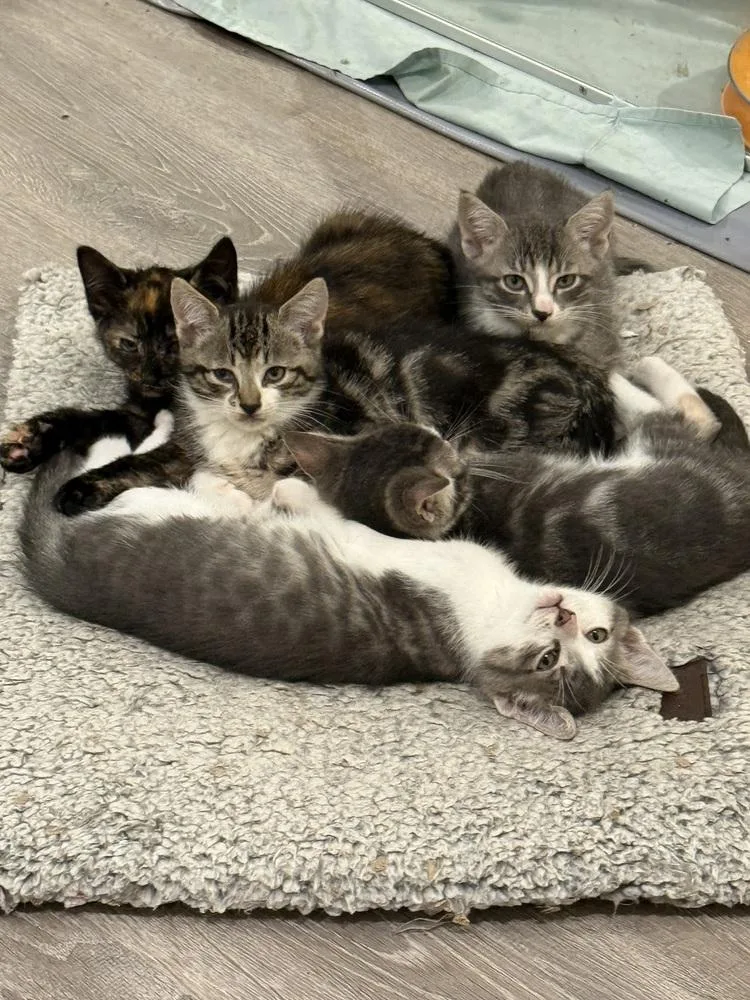 A baby small-sized male Domestic Short Hair cat named Topaz for adoption in Bolton, CT