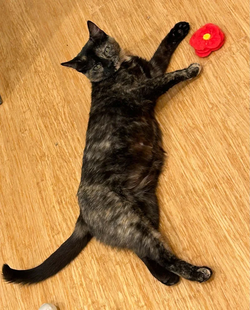 An adult medium-sized female Calico Domestic Short Hair cat named Mama Cass for adoption in Price, UT