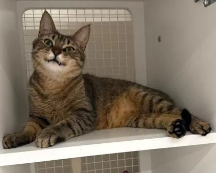 An adult large-sized male Brown / Chocolate Domestic Short Hair cat named Romeo for adoption in Kansas City, MO