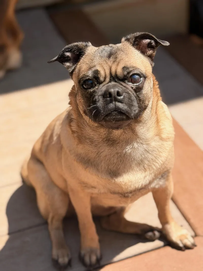 An adult small-sized female Yellow / Tan / Blond / Fawn Pug dog named Rita for adoption in North Freedom, WI