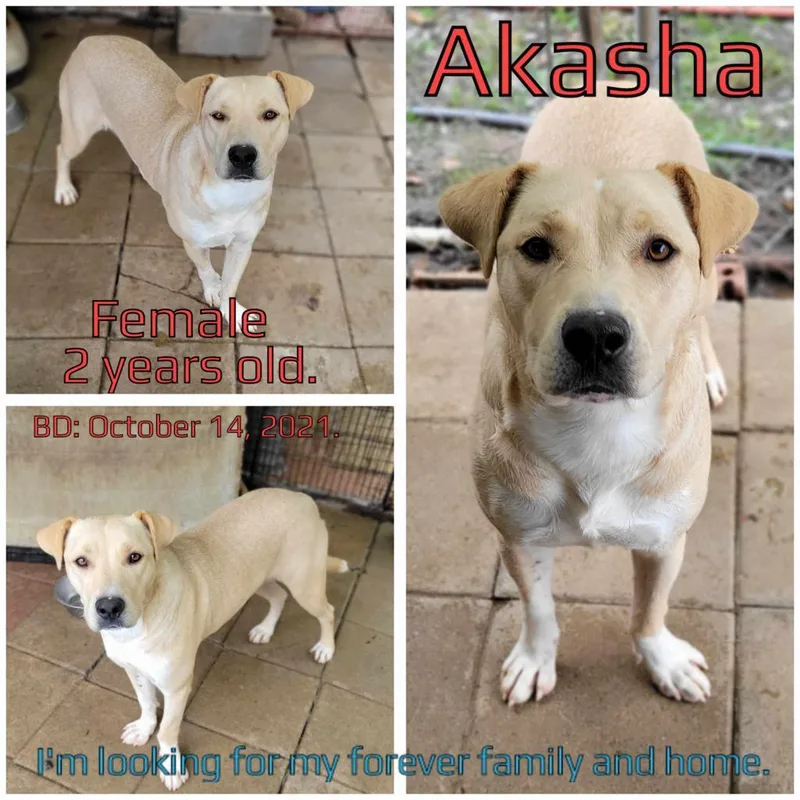 An adult medium-sized female Yellow / Tan / Blond / Fawn Mixed Breed dog named Akasha for adoption in Boaz, AL