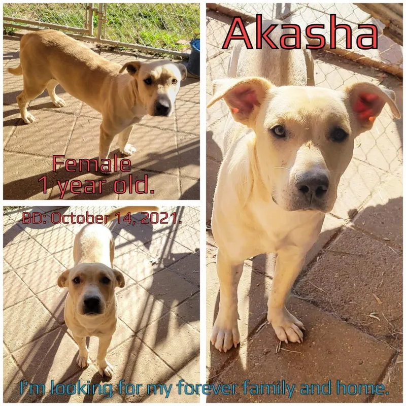 Akasha thumbnail 2