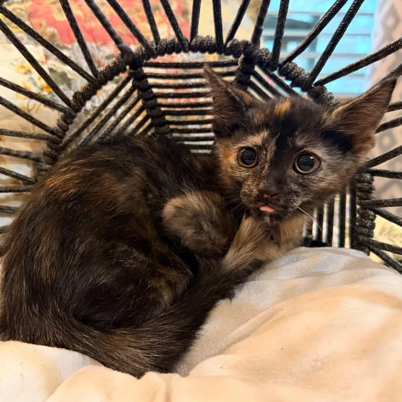 A baby small-sized female Tortoiseshell Domestic Short Hair cat named Carrie for adoption in Flower Mound, TX