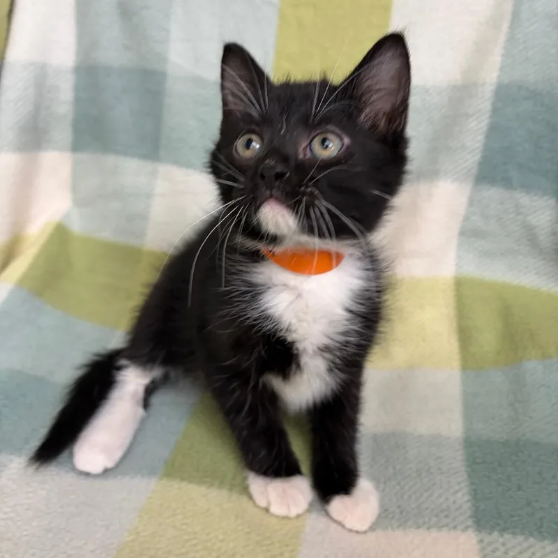 A baby small-sized male Black Domestic Medium Hair cat named Schnitzel for adoption in West Point, MS