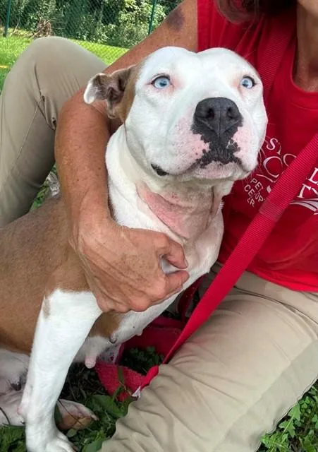 An adult medium-sized female Pit Bull Terrier dog named Hope for adoption in Saint Peters, MO