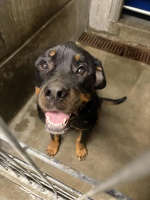 An adult large-sized female Rottweiler dog named Cinnabon for adoption in Los Angeles, CA
