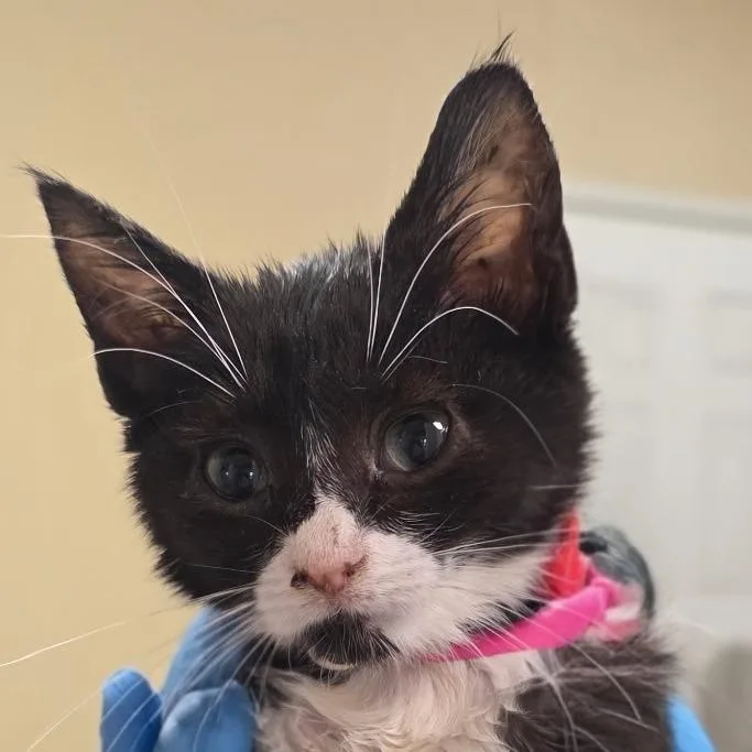 A baby small-sized female Smoke Domestic Short Hair cat named Goo for adoption in Santa Barbara, CA
