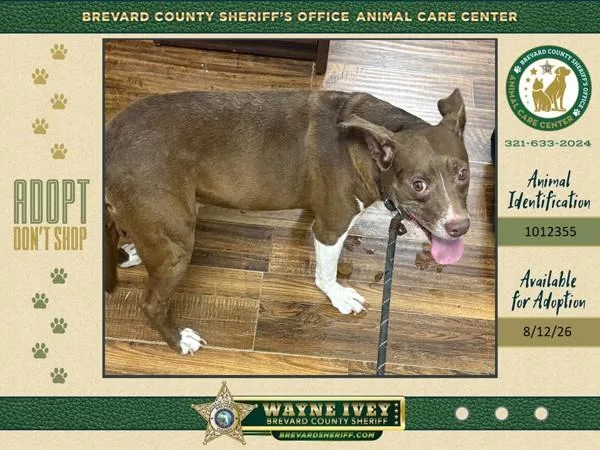 An adult medium-sized male Mixed Breed dog named Stray for adoption in Melbourne, FL