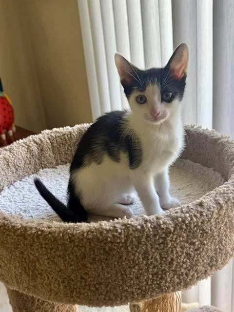 A baby small-sized female Domestic Short Hair cat named Rumi for adoption in Tustin, CA
