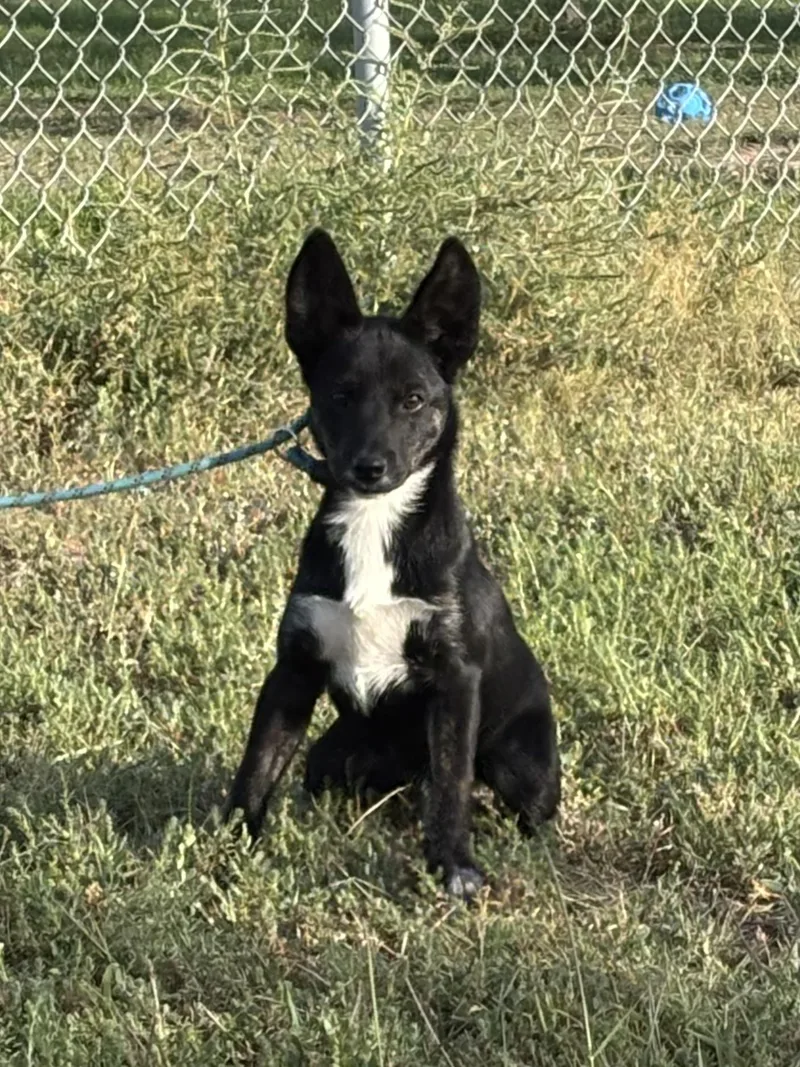 A baby medium-sized female Mixed Breed dog named Rizzo for adoption in Torrington, WY