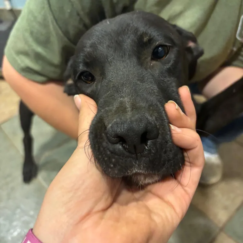 A young small-sized male Gray / Blue / Silver Mixed Breed dog named Hanukkah for adoption in Chattanooga, TN