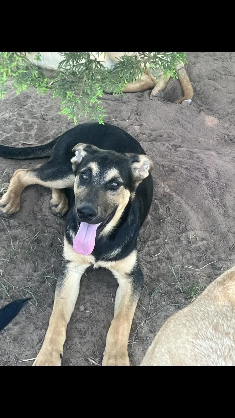 A baby large-sized female Bicolor German Shepherd Dog dog named Jamie for adoption in Paradise, TX