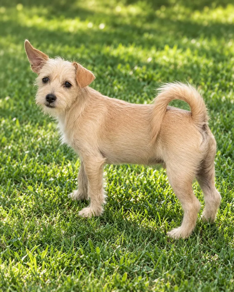 A baby small-sized male Terrier dog named Sonny for adoption in Georgetown , CA