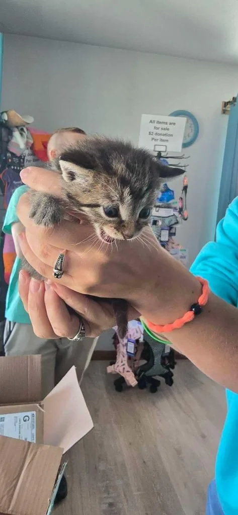 A baby small-sized female Domestic Short Hair cat named Frito for adoption in Hillsboro, OH