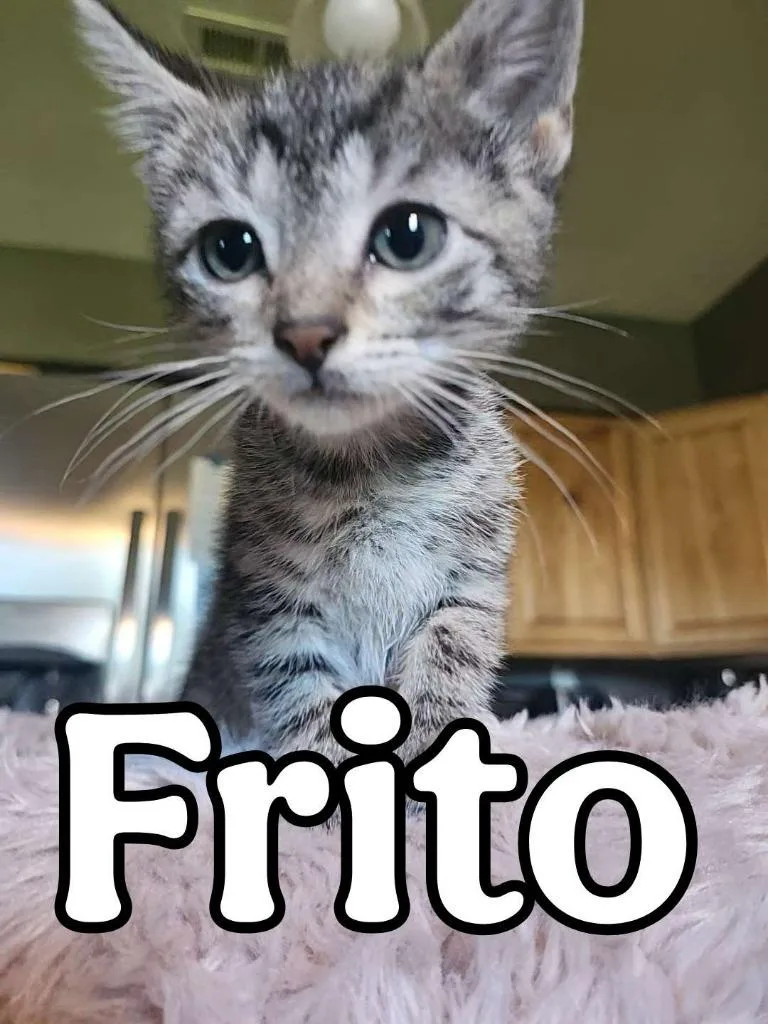 Frito thumbnail 2