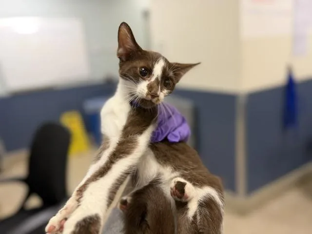 A baby small-sized male Domestic Short Hair cat named Jack Jack for adoption in Miami, FL