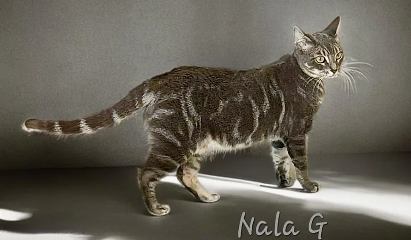 Nala G.