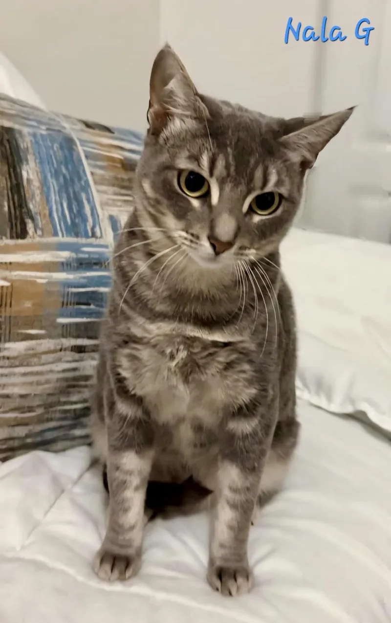 Nala G. thumbnail 3