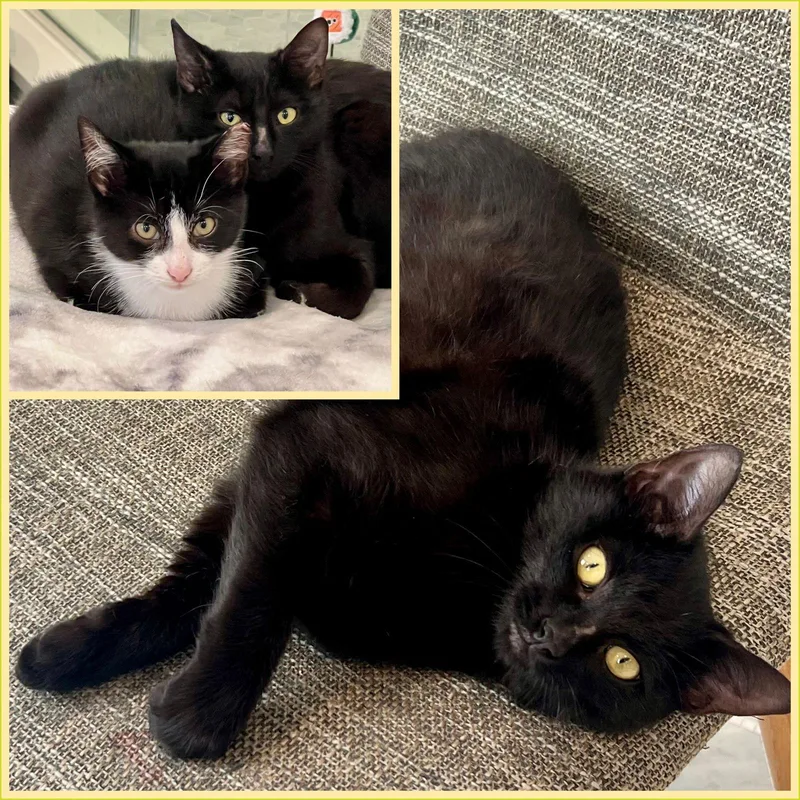 Nova And Orion thumbnail 2