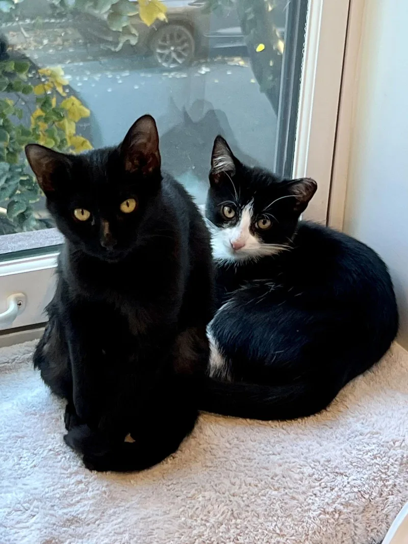 Nova And Orion thumbnail 3