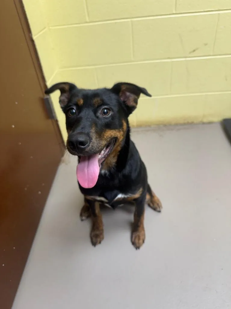 A baby small-sized female German Shepherd Dog dog named Cleopatra for adoption in Crossville, TN