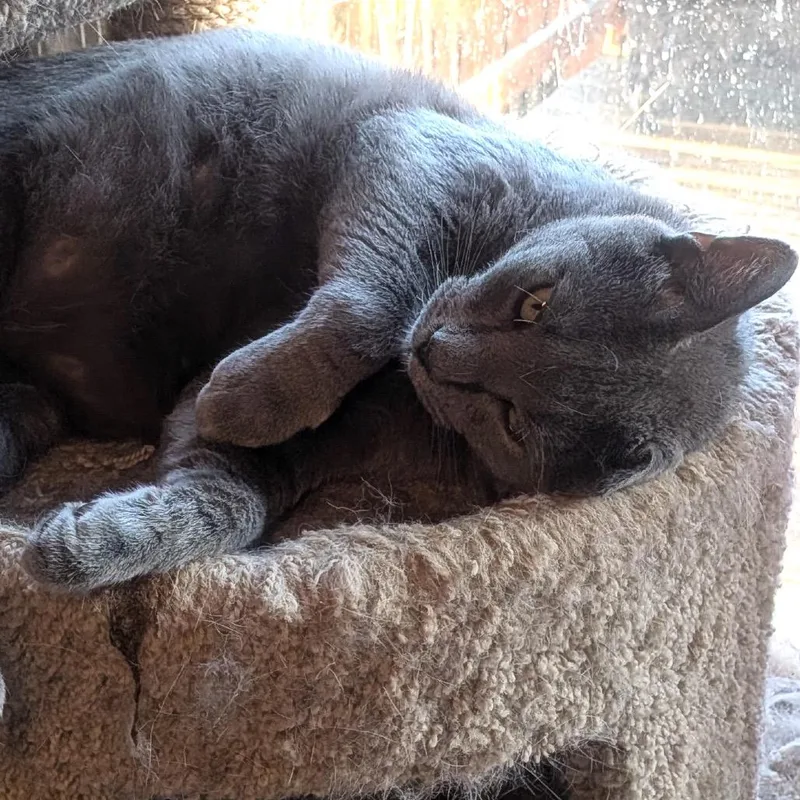 An adult small-sized male Gray / Blue / Silver Domestic Short Hair cat named Chino Llanos for adoption in Merrifield, VA