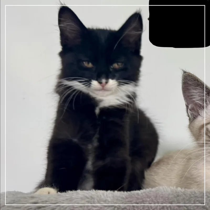 A baby small-sized female Black Domestic Long Hair cat named Batgirl A for adoption in SANTA ROSA BEACH, FL