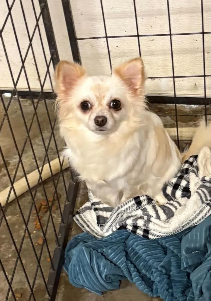 An adult small-sized female Chihuahua dog named Sugar for adoption in Walnutport, PA