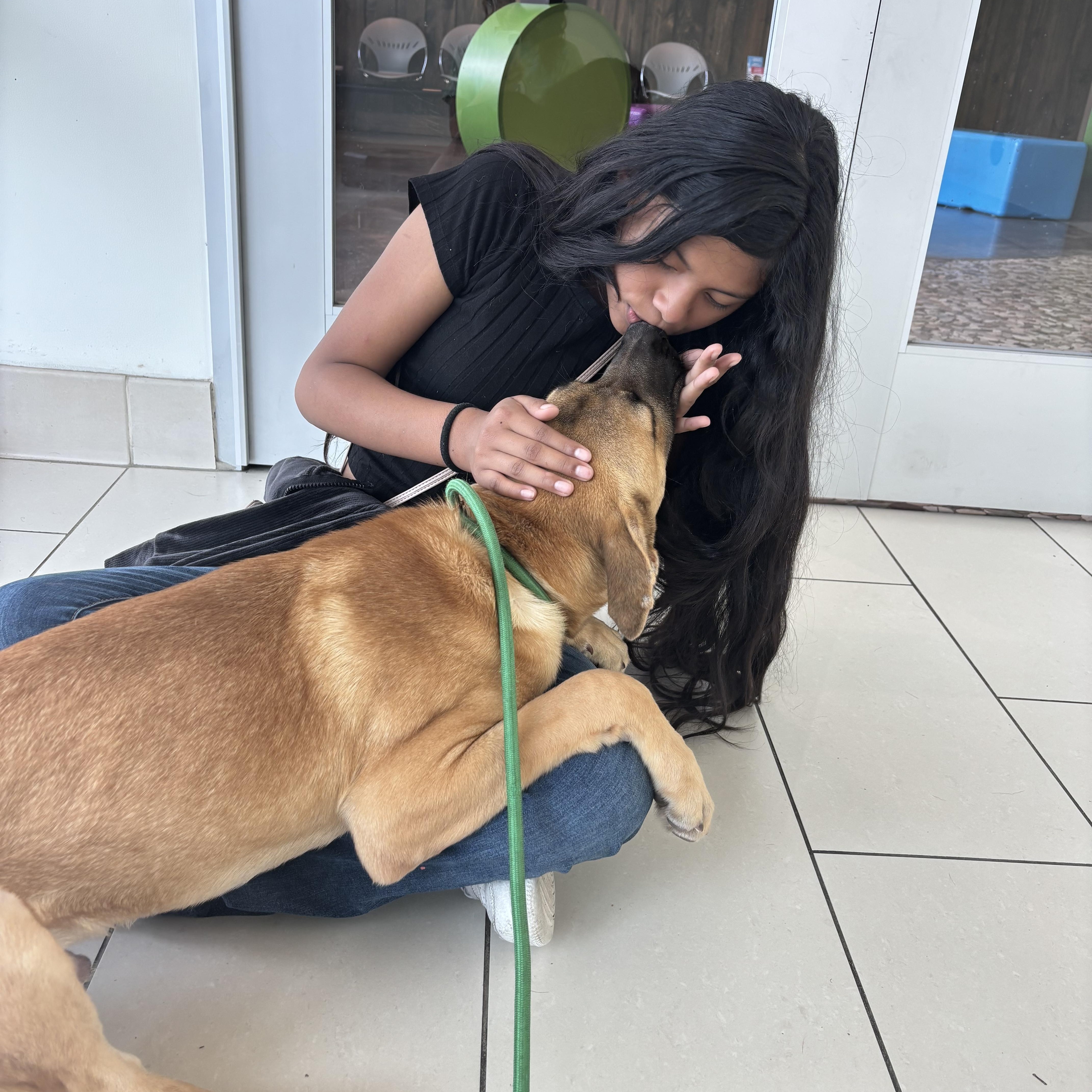 A baby medium-sized male Bicolor Shepherd dog named Martin for adoption in Pearland, TX