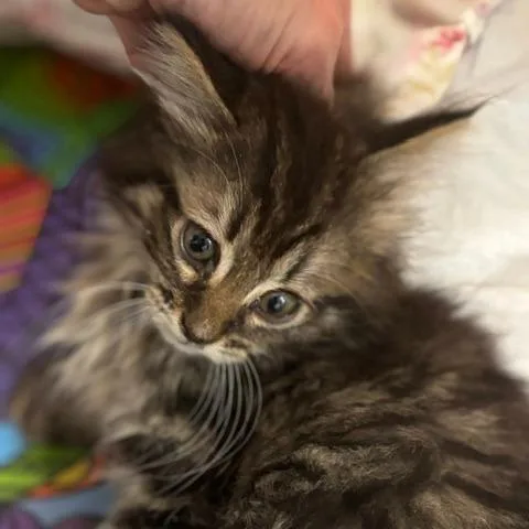 A baby small-sized female Black Domestic Short Hair cat named Suzanne for adoption in Gordonsville, TN