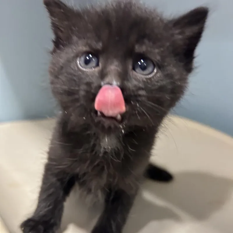 A baby small-sized female Black Domestic Medium Hair cat named Euphrates for adoption in Chattanooga, TN
