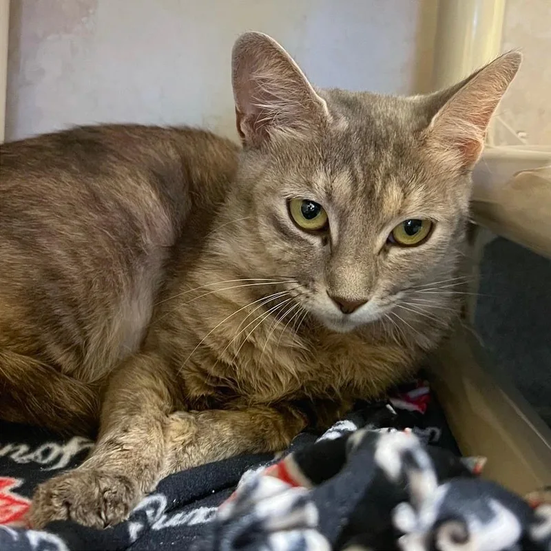 An adult medium-sized female Torbie Domestic Short Hair cat named Papaya for adoption in Naples, FL