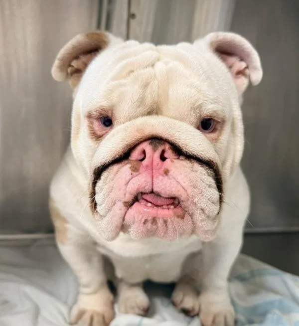 An adult medium-sized female English Bulldog dog named Millie for adoption in El Cajon, CA
