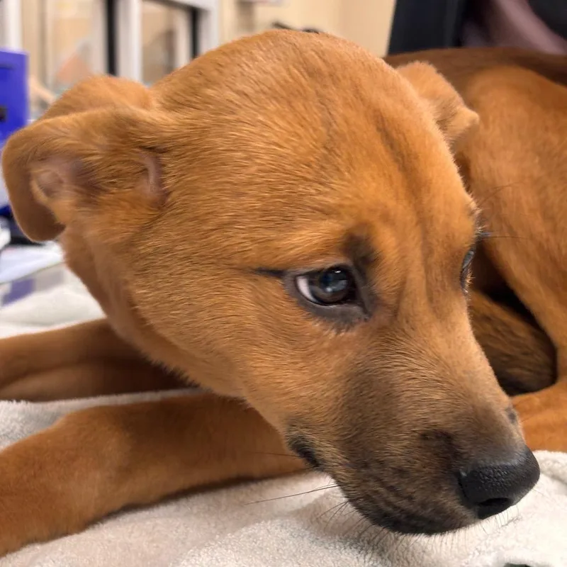 A baby small-sized female Terrier dog named Stormer for adoption in Birmingham, AL