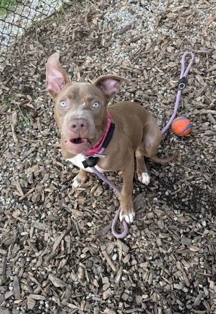 A young medium-sized female Mixed Breed dog named Yesbubble for adoption in Chamblee, GA