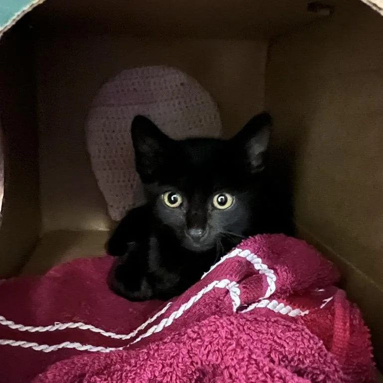 A baby small-sized female Black Domestic Short Hair cat named Melody for adoption in Baltimore, MD