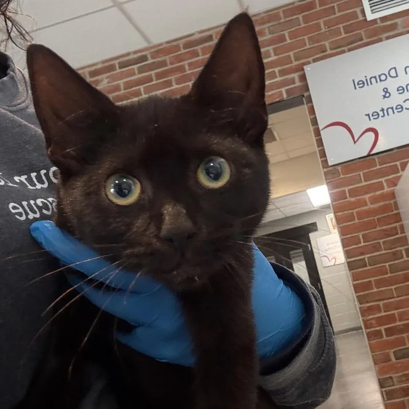 A baby small-sized female Domestic Short Hair cat named Belladonna for adoption in Allentown, PA