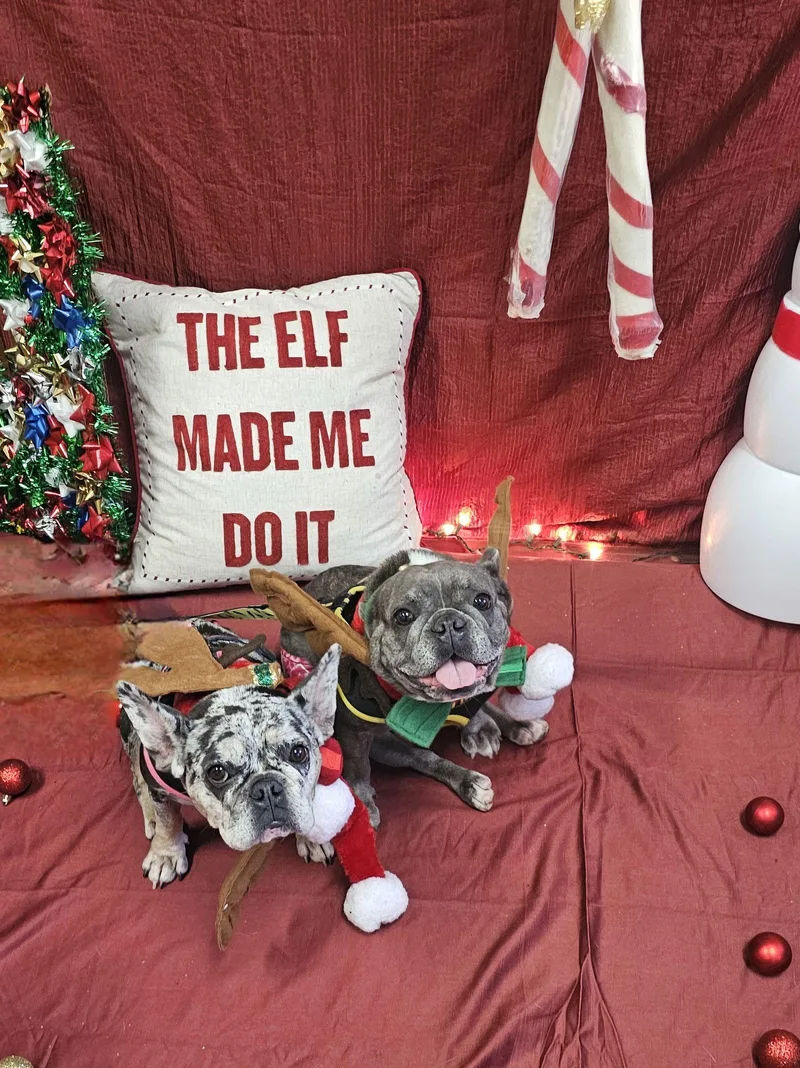 Stella Fh thumbnail 3