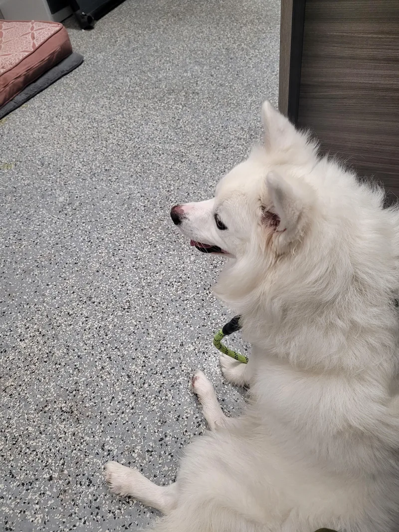 A young small-sized male American Eskimo Dog dog named Winston for adoption in North Attleboro, MA