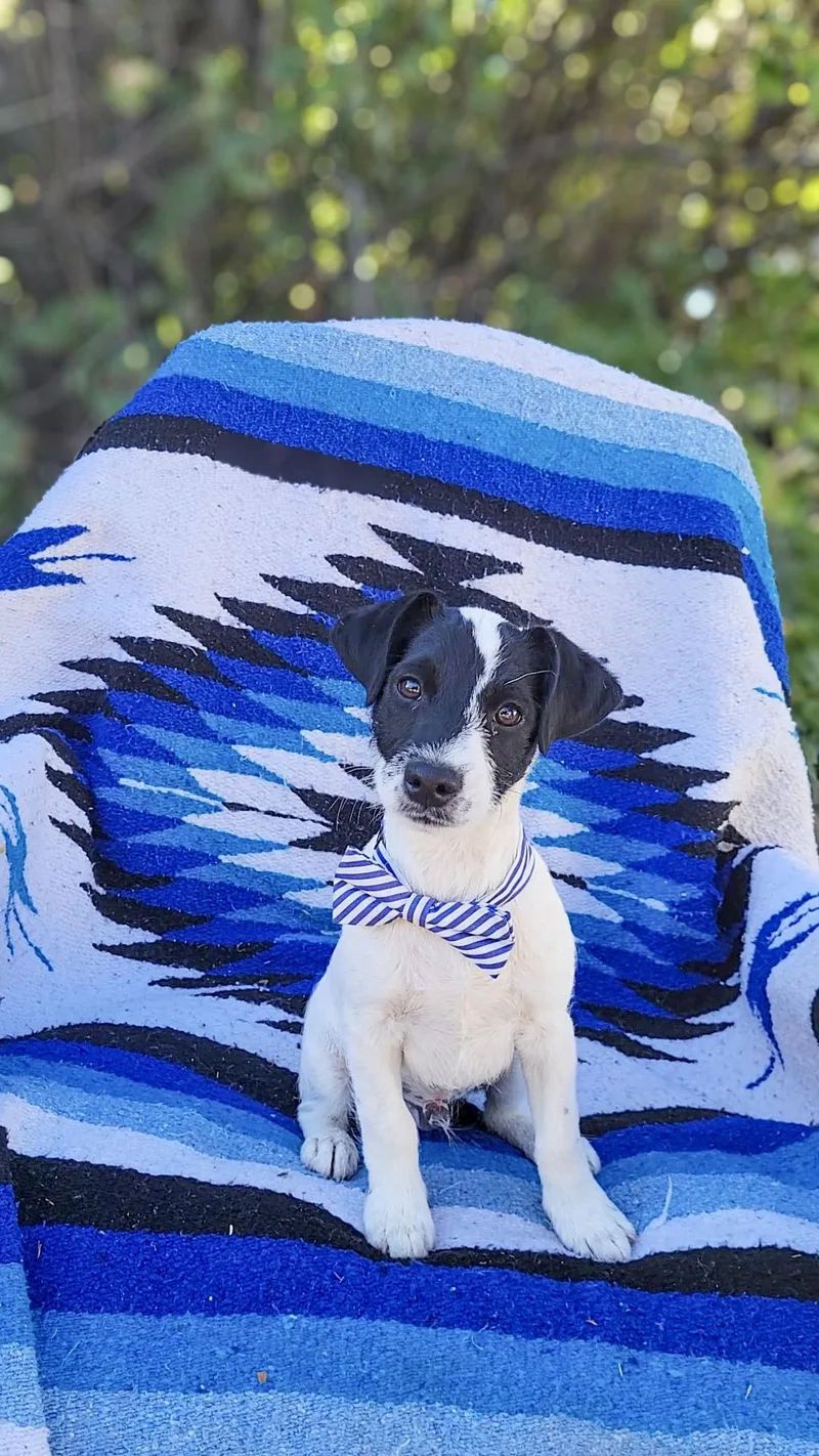 A baby small-sized male Black Jack Russell Terrier dog named Oreo for adoption in Anza, CA