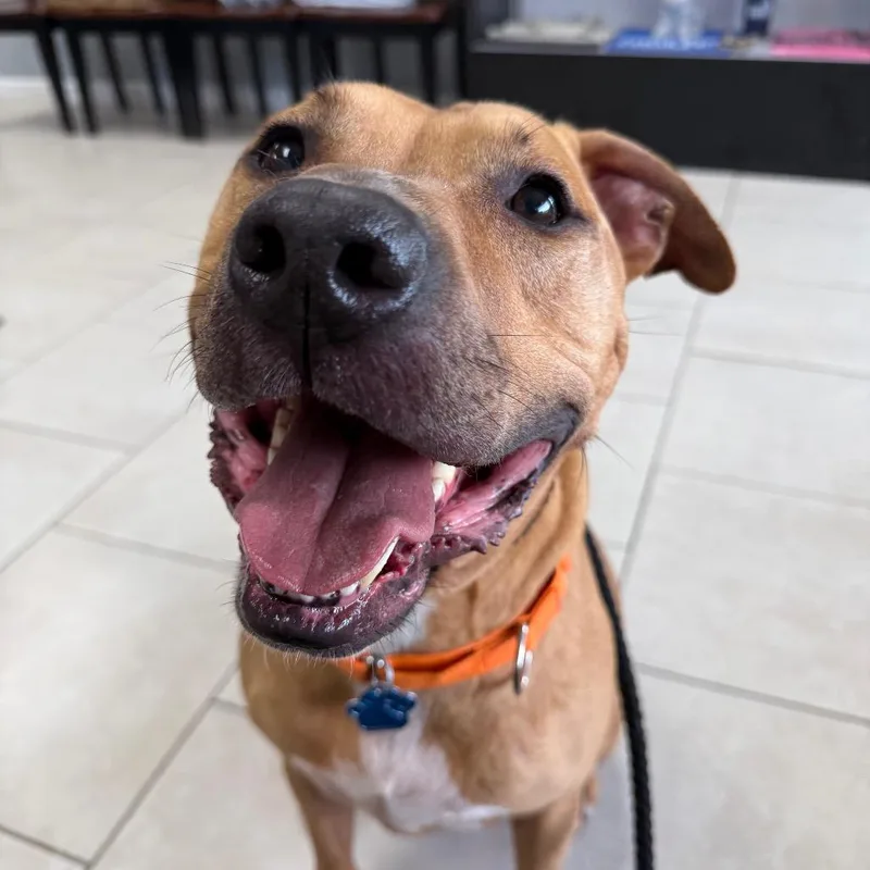 An adult large-sized male Shar-Pei dog named Zero for adoption in Medford, NY