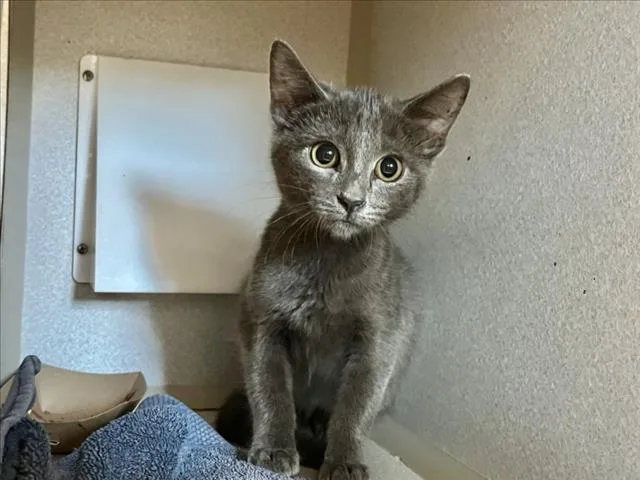 A baby small-sized male Domestic Short Hair cat named Juno for adoption in Chapel Hill, NC