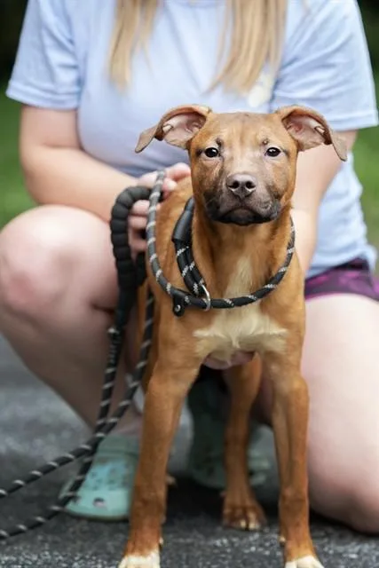 A baby medium-sized male Terrier dog named Pepperoni for adoption in Belleville, IL