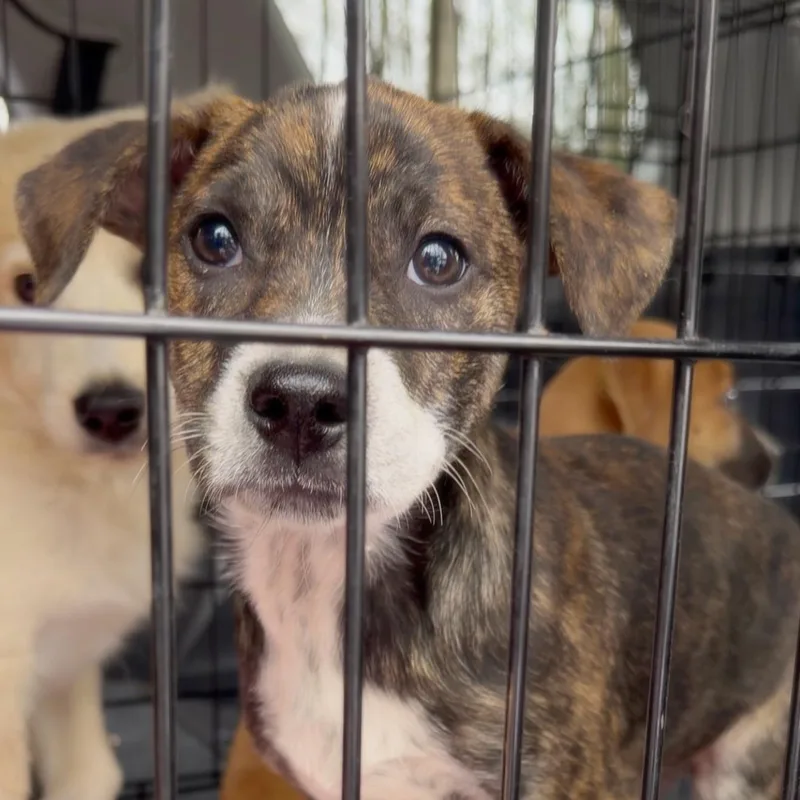 A baby medium-sized male Brindle Mixed Breed dog named Bubbles Benny for adoption in Yaphank, NY