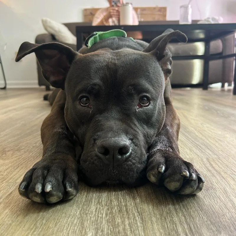An adult medium-sized male Black Pit Bull Terrier dog named Beau for adoption in Harrisonburg, VA