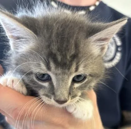 A baby small-sized male Domestic Medium Hair cat named Nigel for adoption in West Memphis, AR
