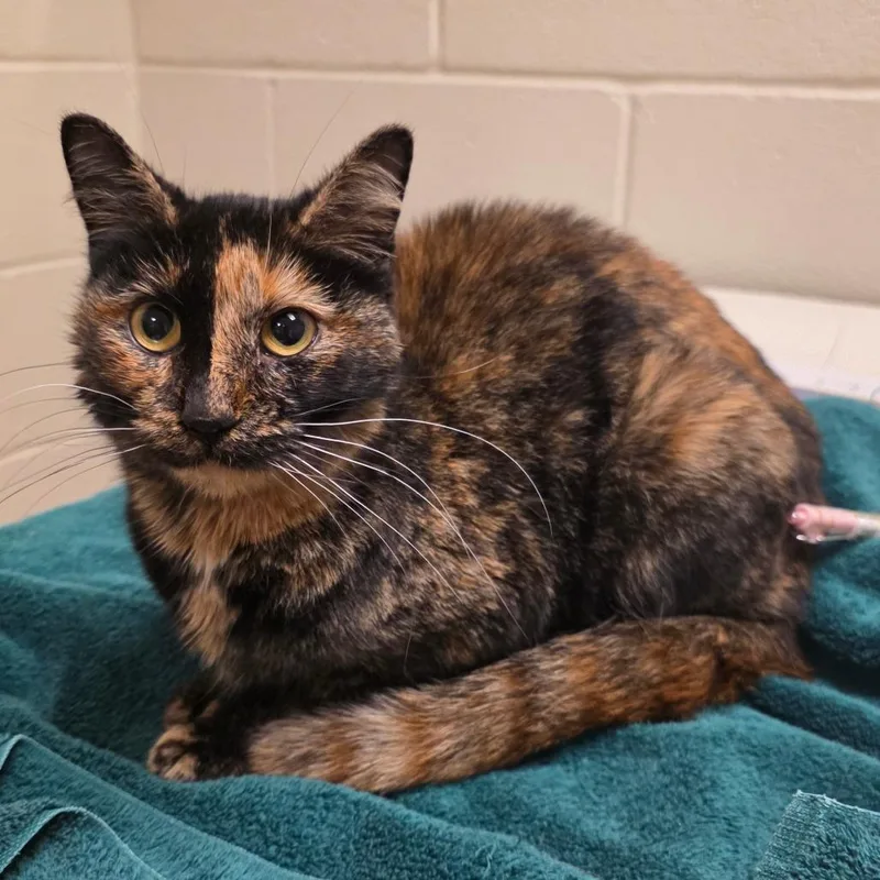 An adult medium-sized female Black Domestic Short Hair cat named Stephanie for adoption in Bristol, IN