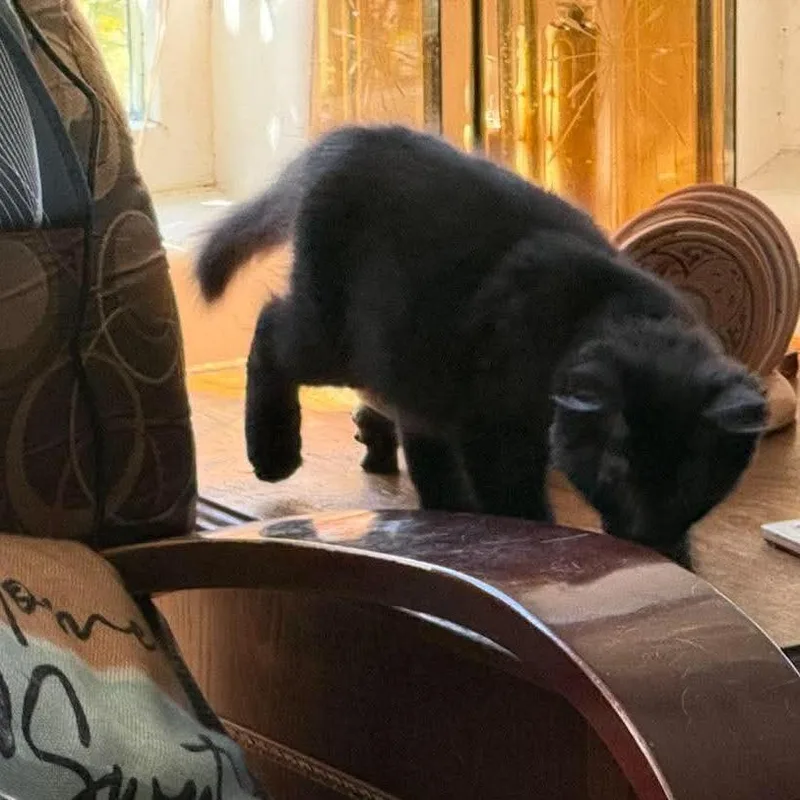 A baby small-sized female Black Domestic Short Hair cat named Dawn for adoption in Ferndale, WA