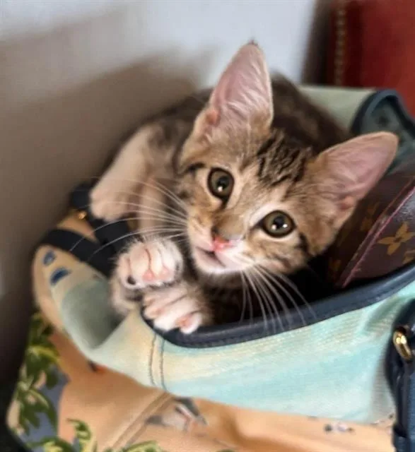 A baby small-sized female Domestic Short Hair cat named Fifi for adoption in Chula Vista, CA