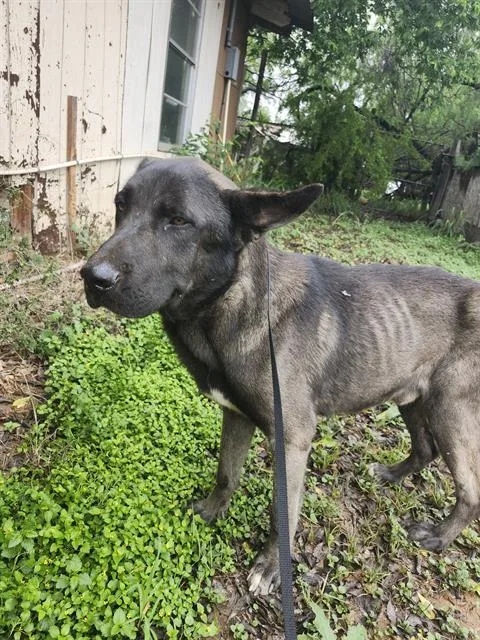 A young large-sized male German Shepherd Dog dog named Duncan for adoption in San Antonio, TX